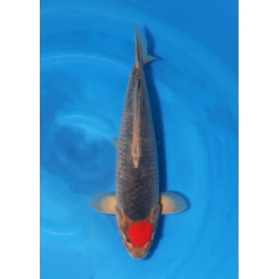 KGE.147 TANCHO GOSHIKI KGE.147 TANCHO GOSHIKI